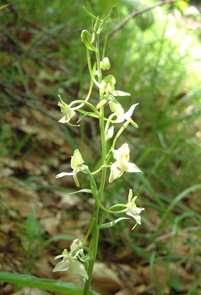 Platanthera chlorantha